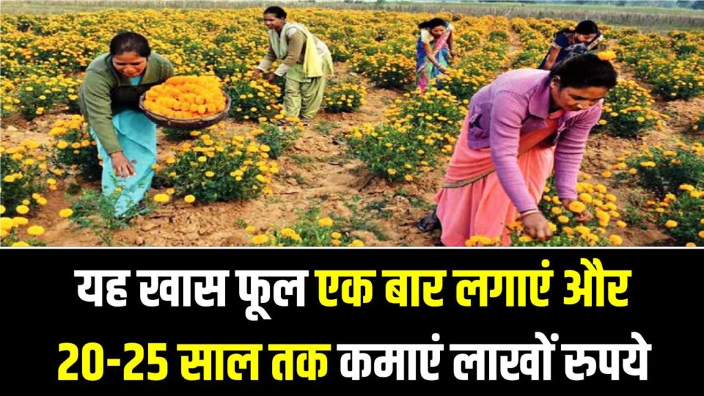 Flower Farming Business: यह खास फूल है ‘नोट छापने की मशीन’, एक बार लगाएं और 20-25 साल तक कमाएं लाखों रुपये