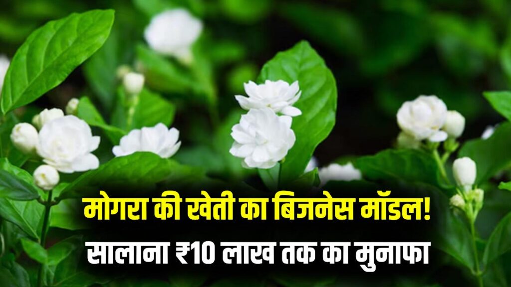 खेतों में उगाएं 'सफेद सोना' और बदलें अपनी किस्मत! मोगरा की खेती से हर साल ₹10 लाख की कमाई; जानें पूरा बिजनेस मॉडल