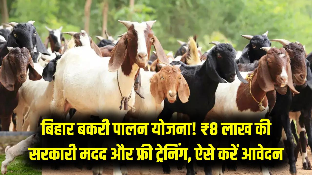 Goat Farming Business: बकरी पालन से बनें लखपति! बिहार सरकार दे रही ₹8 लाख की बड़ी मदद; ट्रेनिंग से लेकर सब्सिडी तक की पूरी जानकारी।