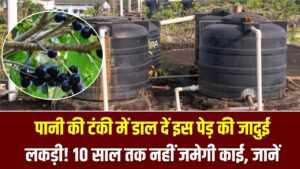 Magic Wood Hack: पानी की टंकी में डाल दें इस पेड़ की जादुई लकड़ी! 10 साल तक नहीं जमेगी काई, पानी रहेगा बिल्कुल साफ; जानें क्या है ये देसी नुस्खा।
