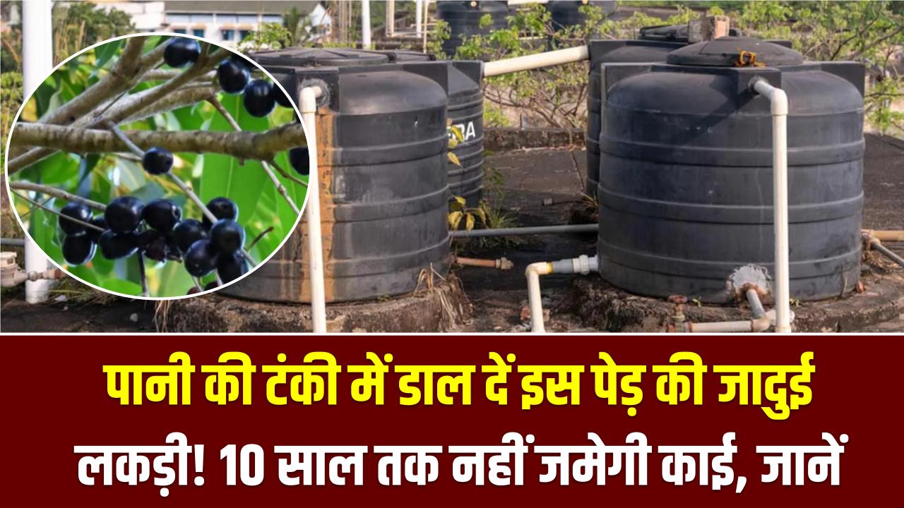 Magic Wood Hack: पानी की टंकी में डाल दें इस पेड़ की जादुई लकड़ी! 10 साल तक नहीं जमेगी काई, पानी रहेगा बिल्कुल साफ; जानें क्या है ये देसी नुस्खा।